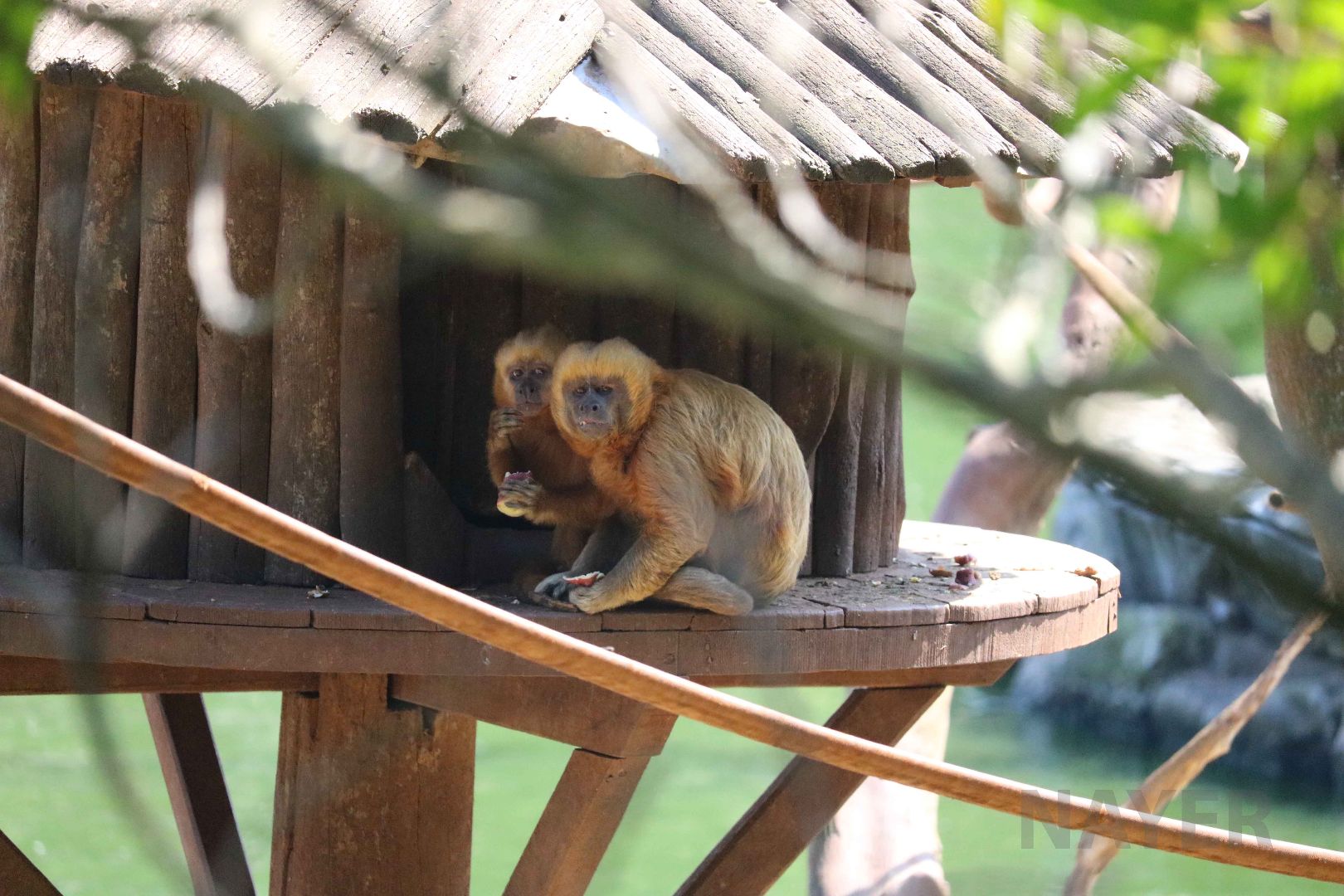 Blond capuchins, May 2016