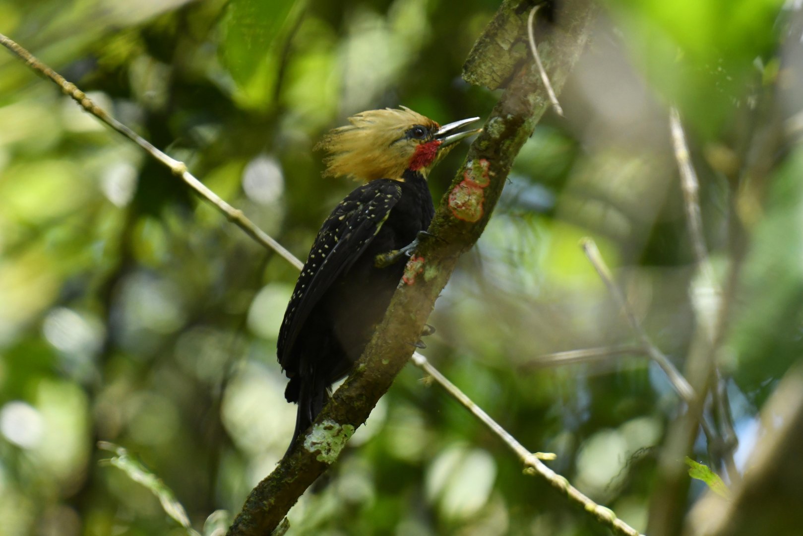 Blond-crested Woodpecker (Celeus flavescens)