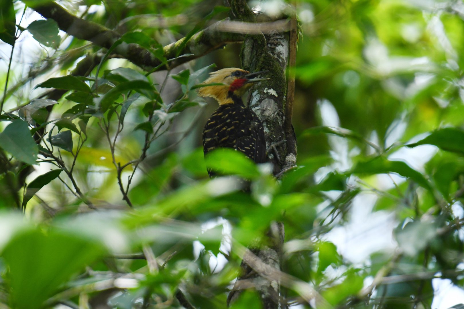 Blond-crested Woodpecker (Celeus flavescens)