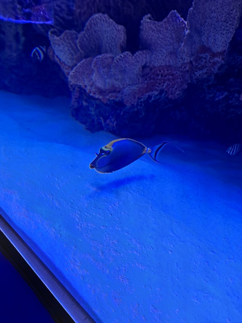 Blond Naso Tang (4/19/25)