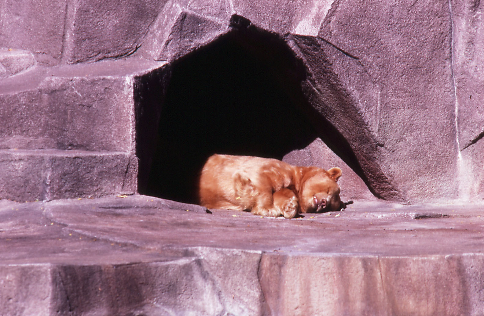 Blonde Balck Bear - 1987