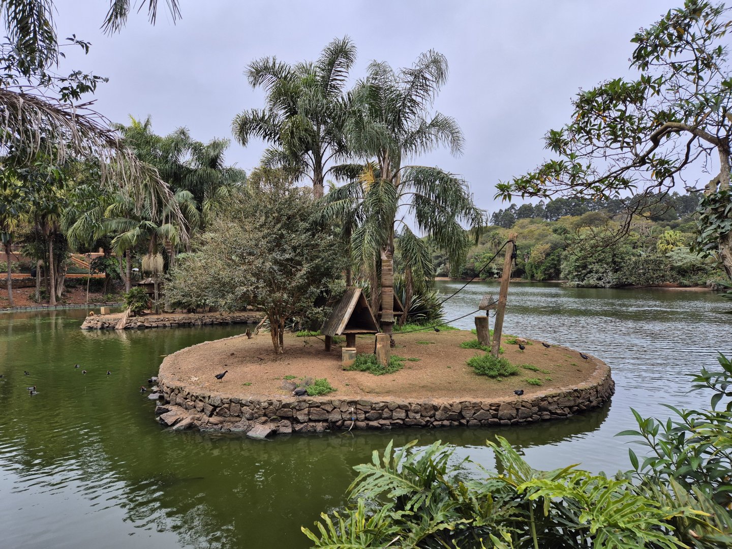 Blonde Capuchin Island