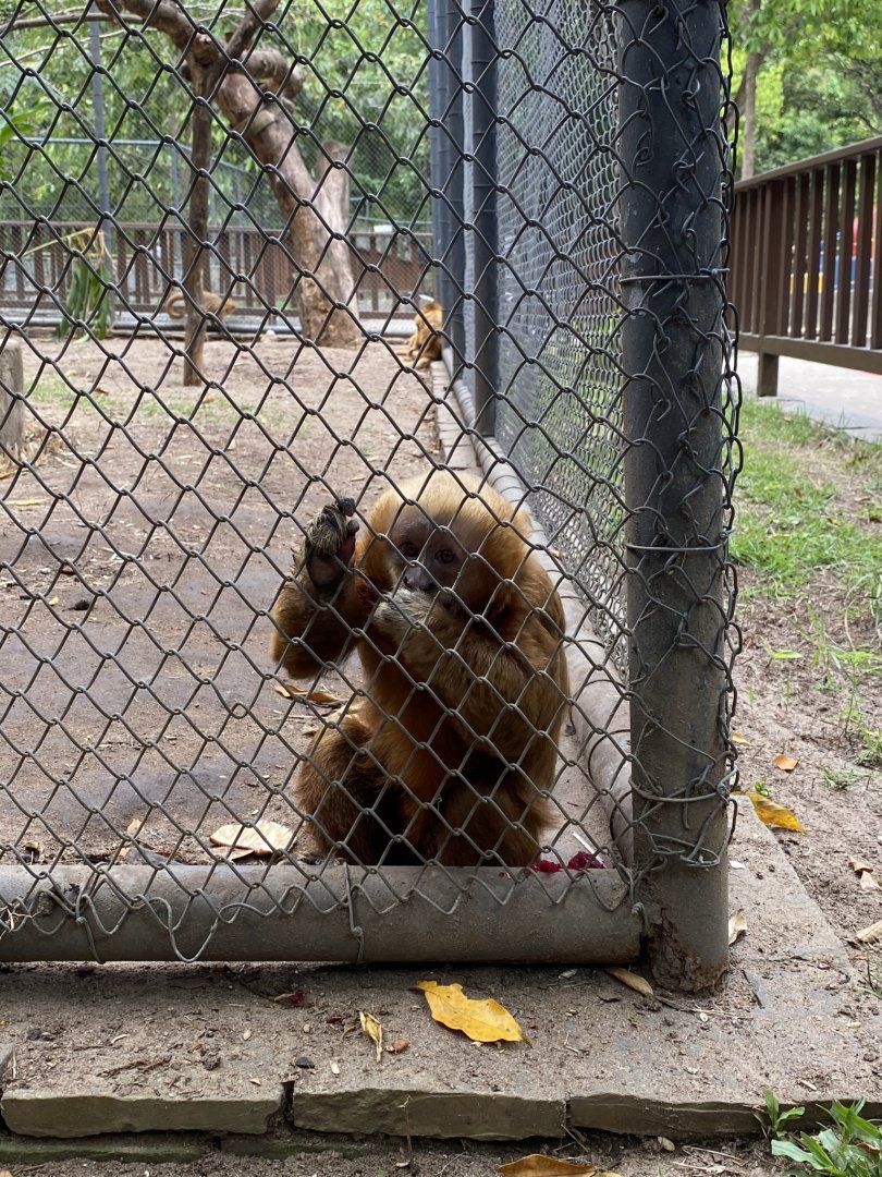 Blonde Capuchin (Sapajus flavius)