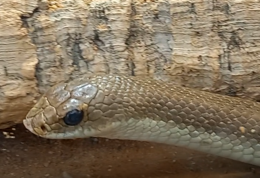 Blonde hog nose snake - Leioheterodon modestus
