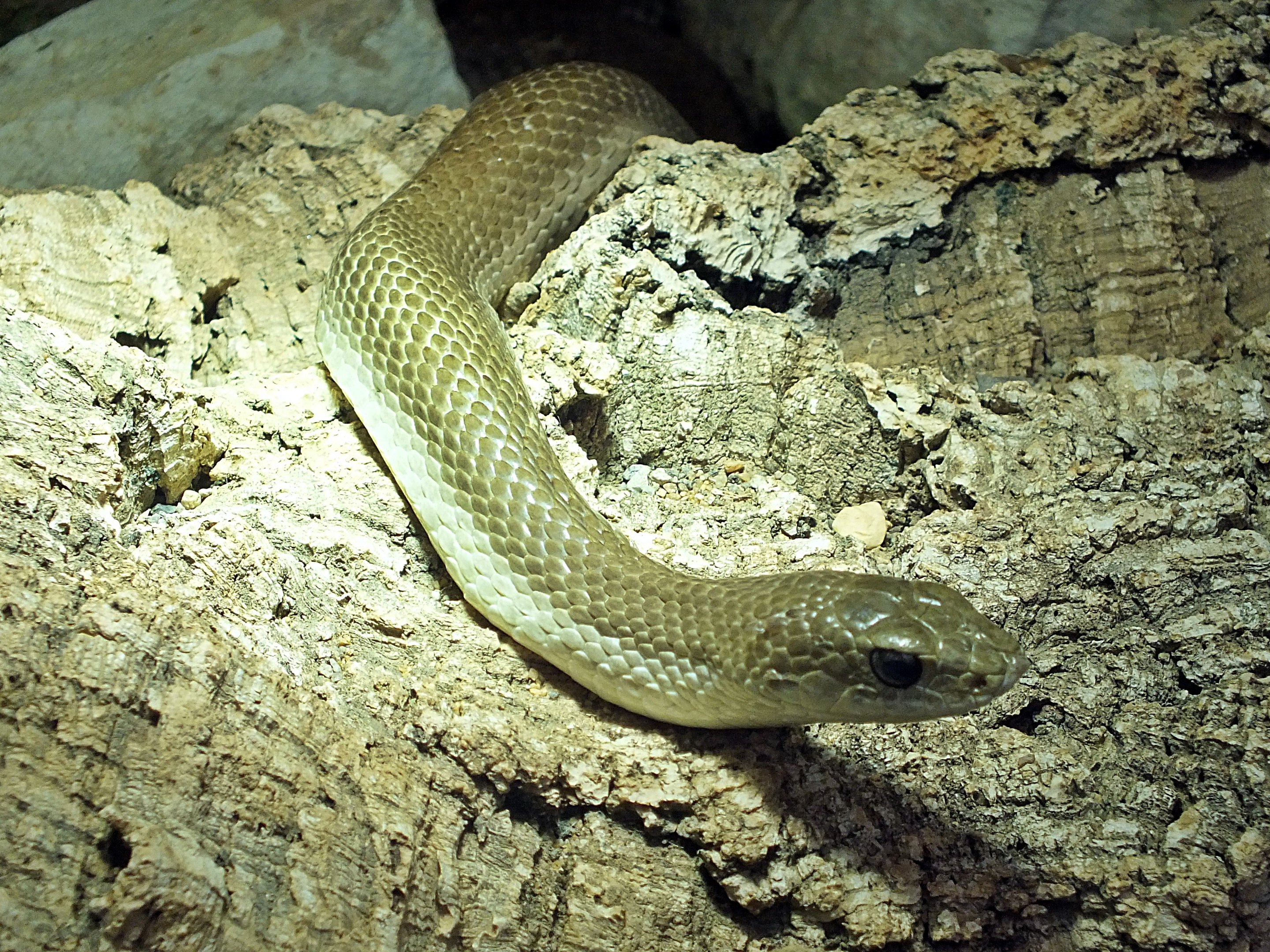 Blonde Madagascar hognose snake