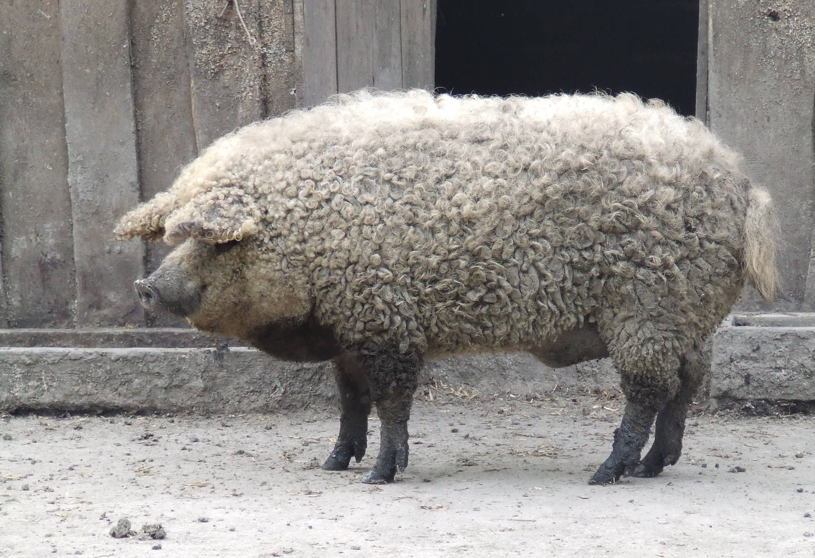 Blonde Mangalitsa