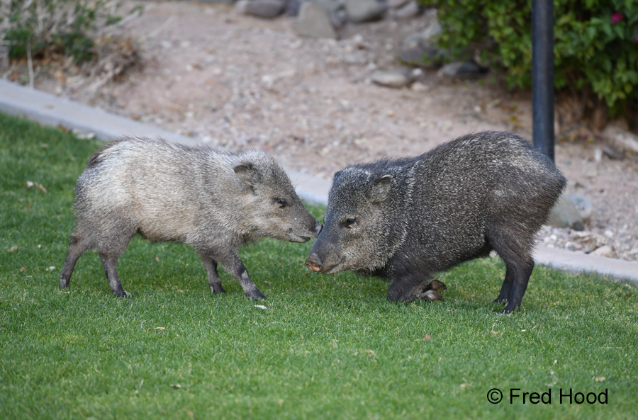 blonde morph javelina