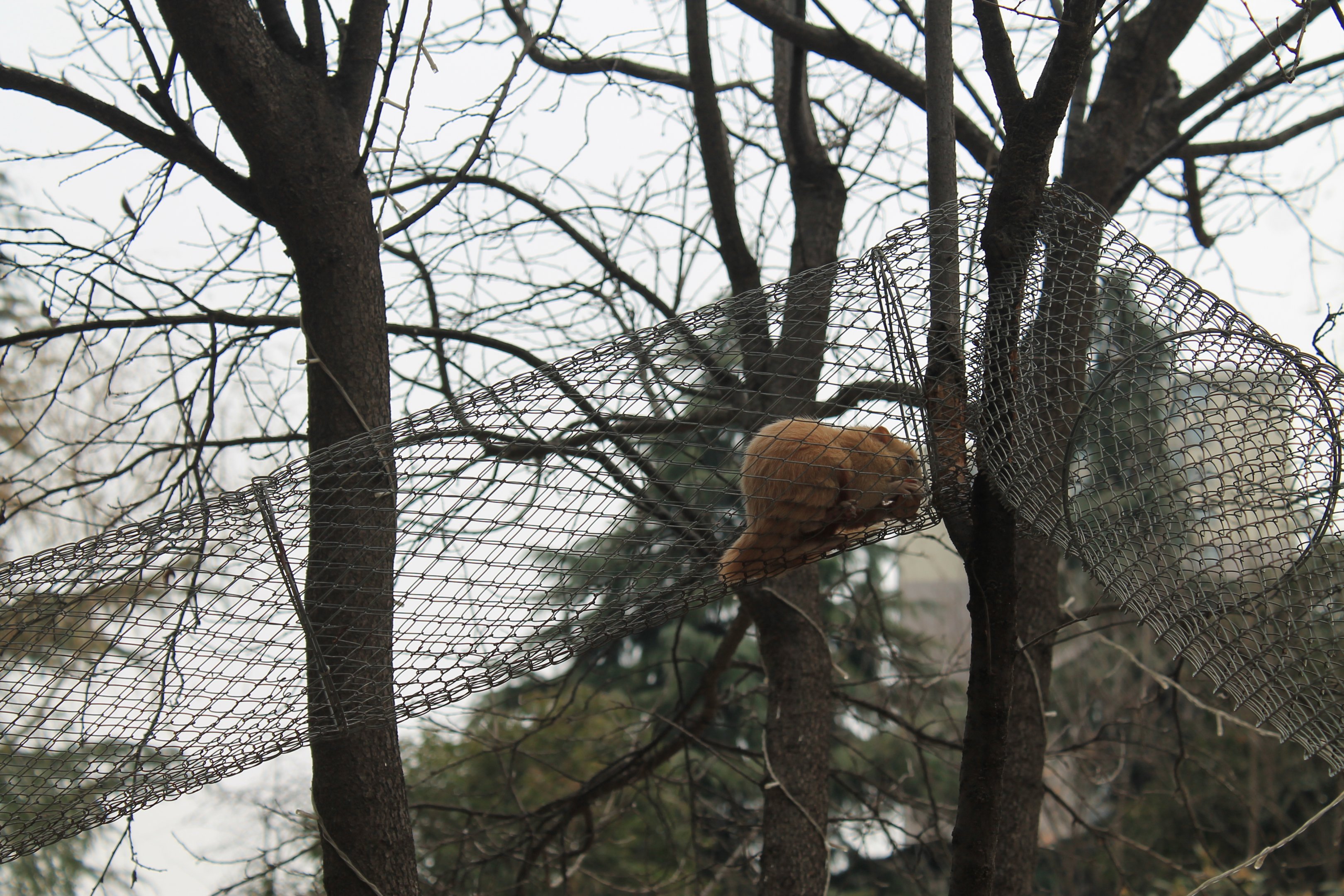Blonde-mutation Red-bellied Squirrel (Callosciurus erythraeus)