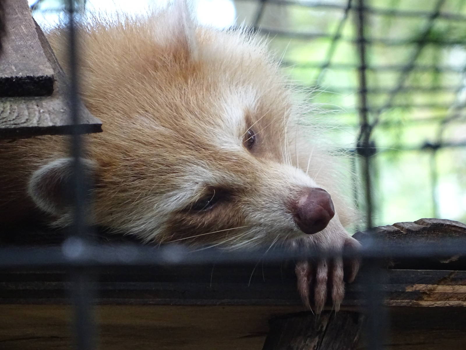 Blonde Raccoon at Gatorland