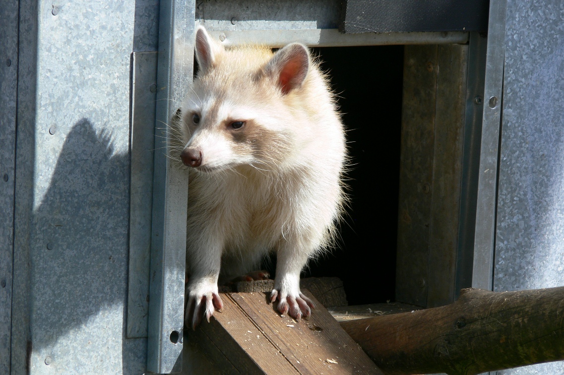 Blonde raccoon