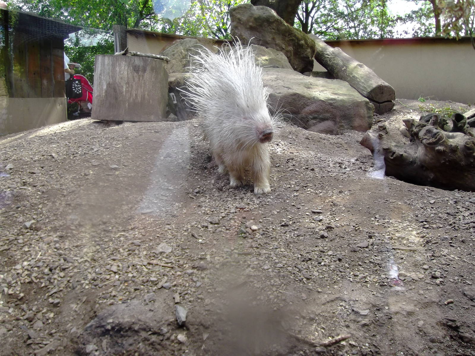 'Blondie' the African Crested Porcupine
