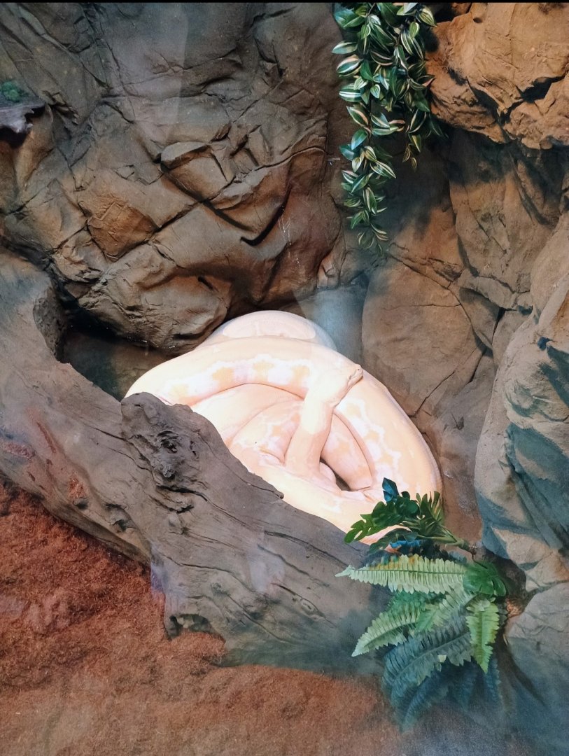 Blondie the Reticulated Python (6/21/25)