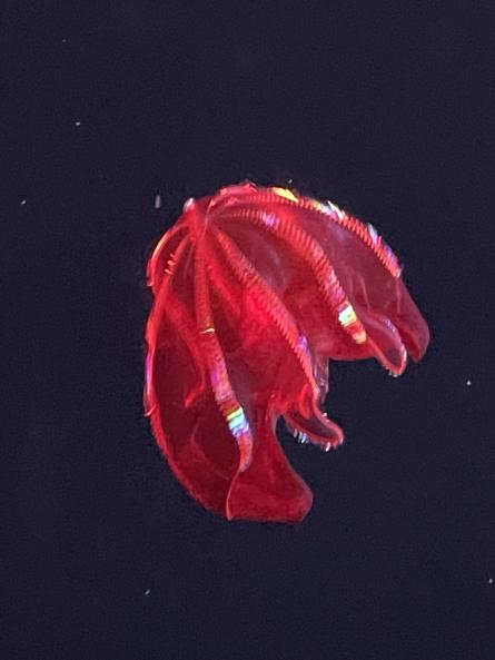 Blood belly comb jelly