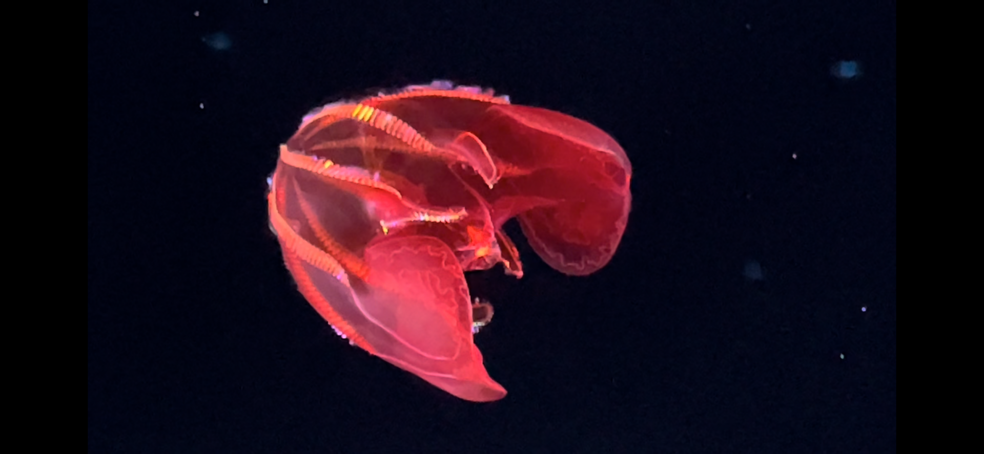 Blood belly comb jelly