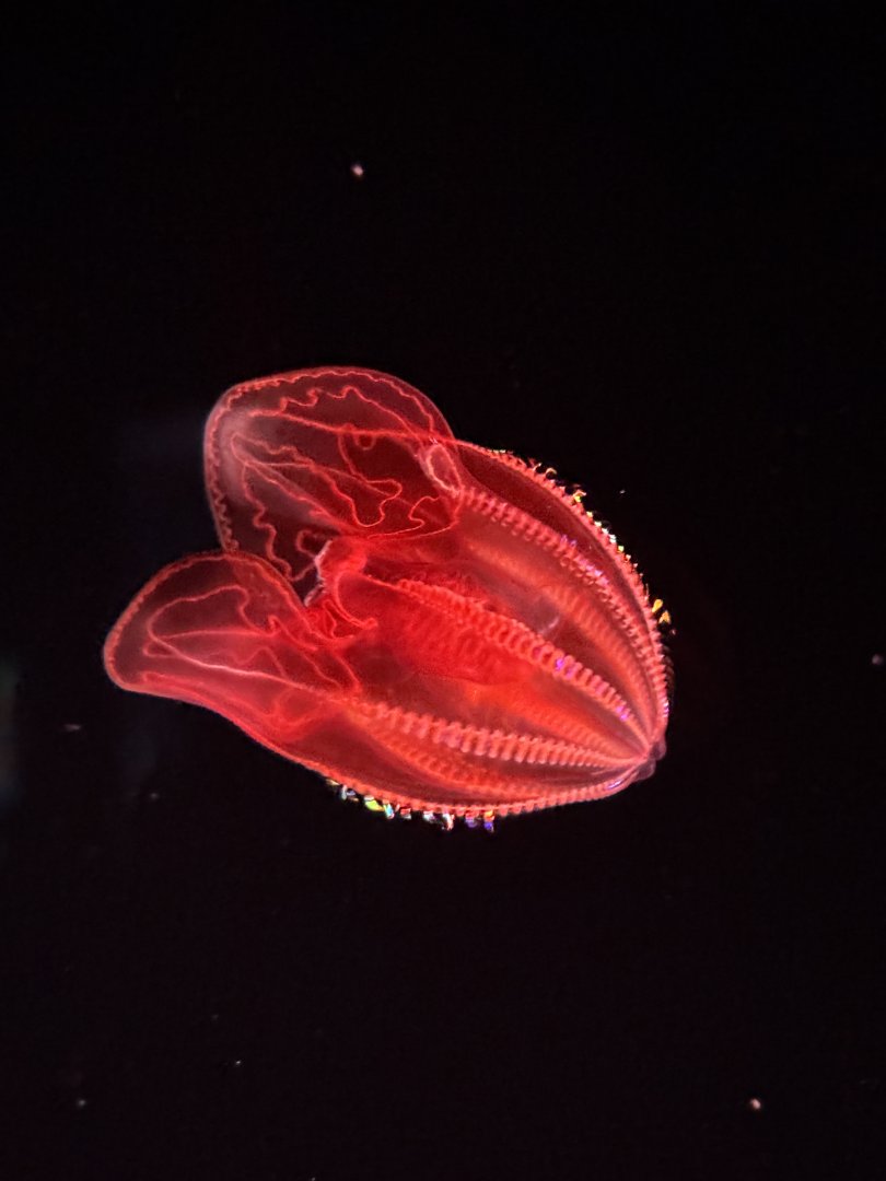 Blood-Belly Comb Jelly