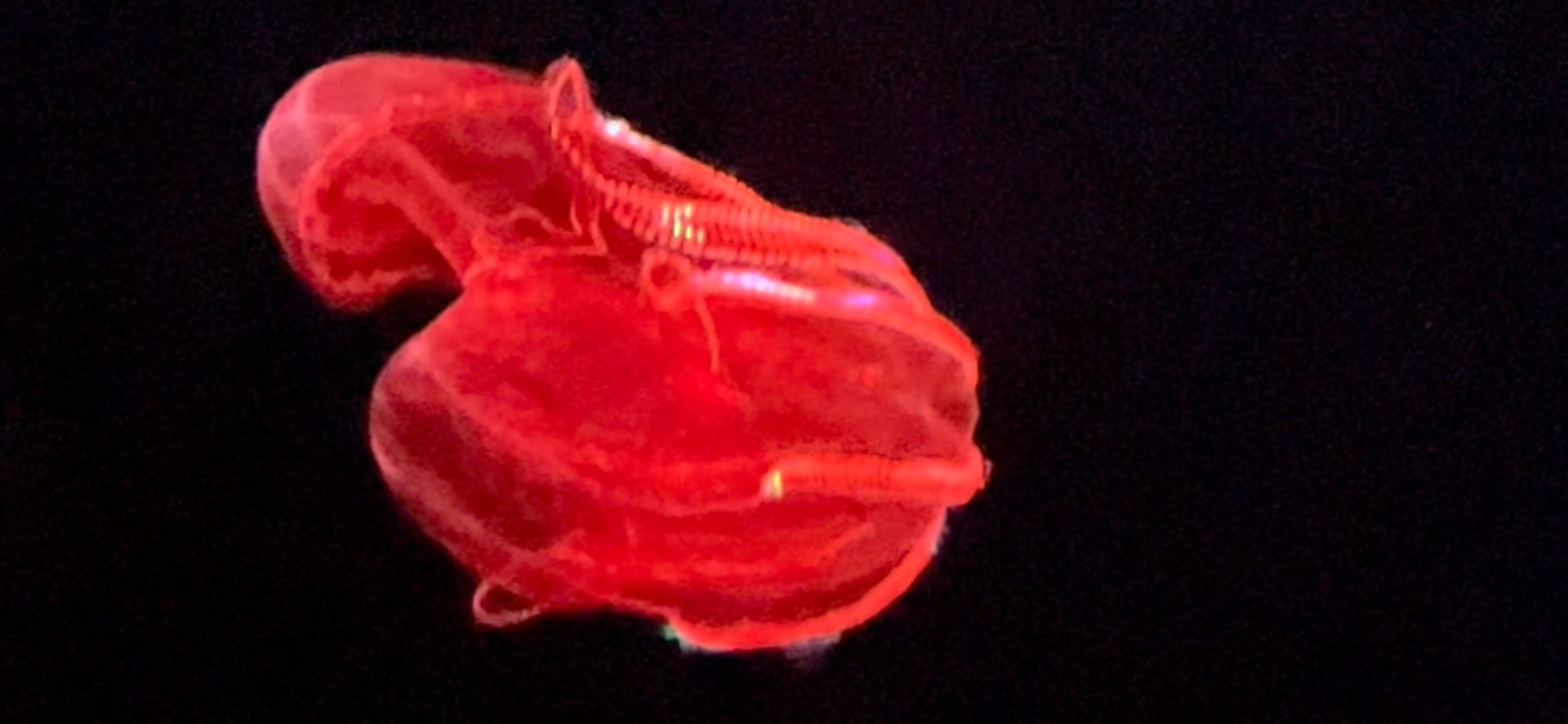 Blood belly Comb Jellyfidh
