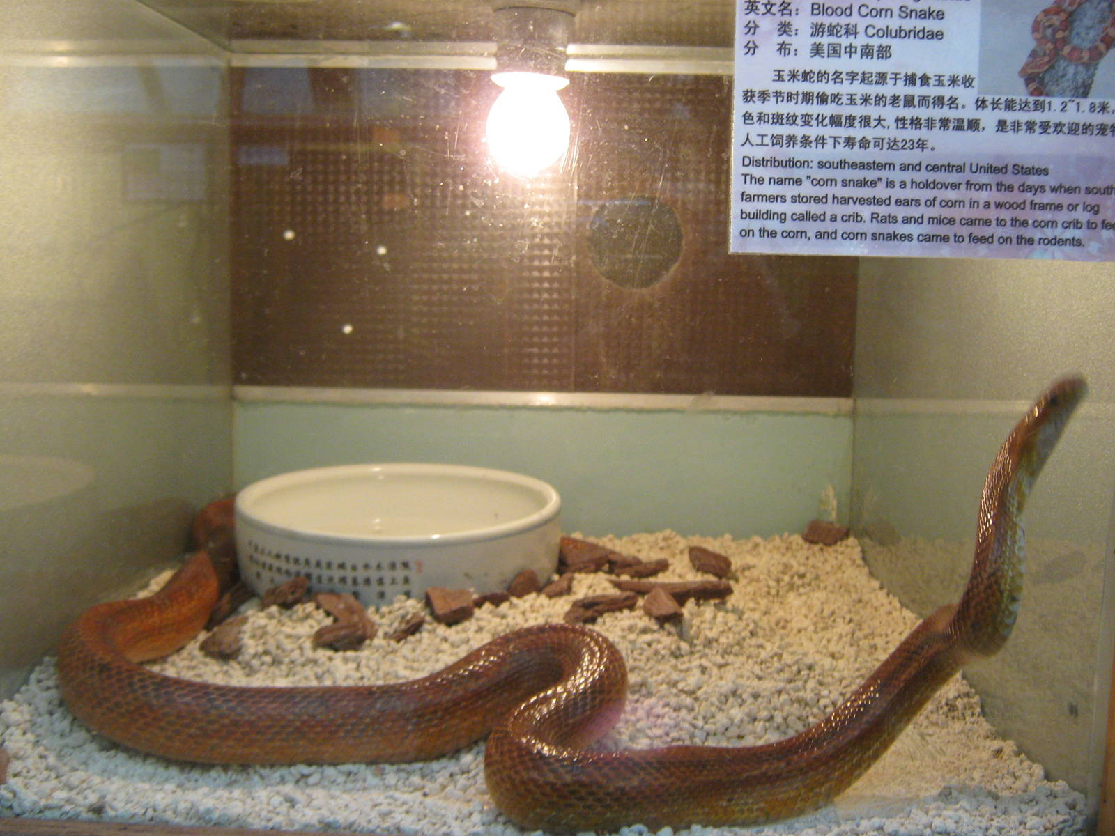 blood cornsnake (Pantherophis guttatus)