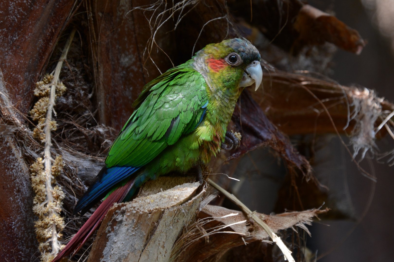 Blood-eared parakeet (Pyrrhura hoematotis hoematotis)