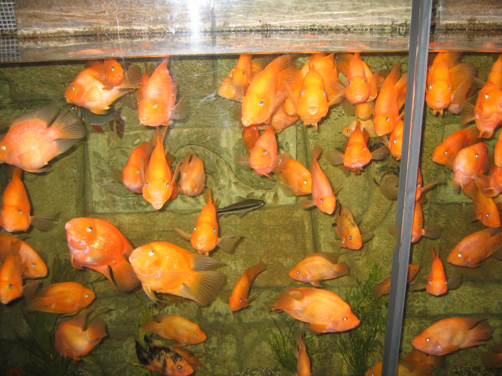 Blood Parrot - Beijing Zoo Aquarium