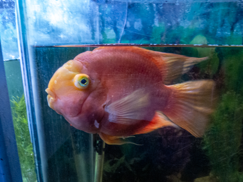 blood parrot cichlid (Amphilophus citrinellus × Vieja melanurus)