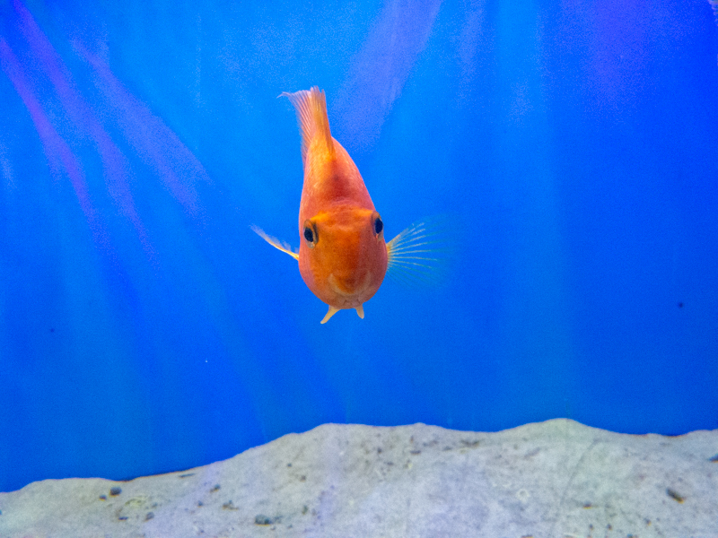 Blood parrot cichlid (Amphilophus citrinellus × Vieja melanurus)