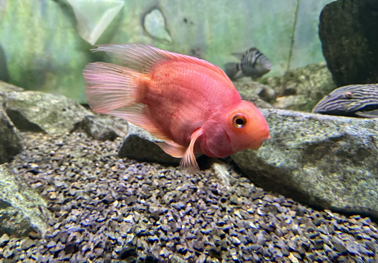 Blood Parrot Cichlid (Amphilophus citrinellus × Vieja melanurus)