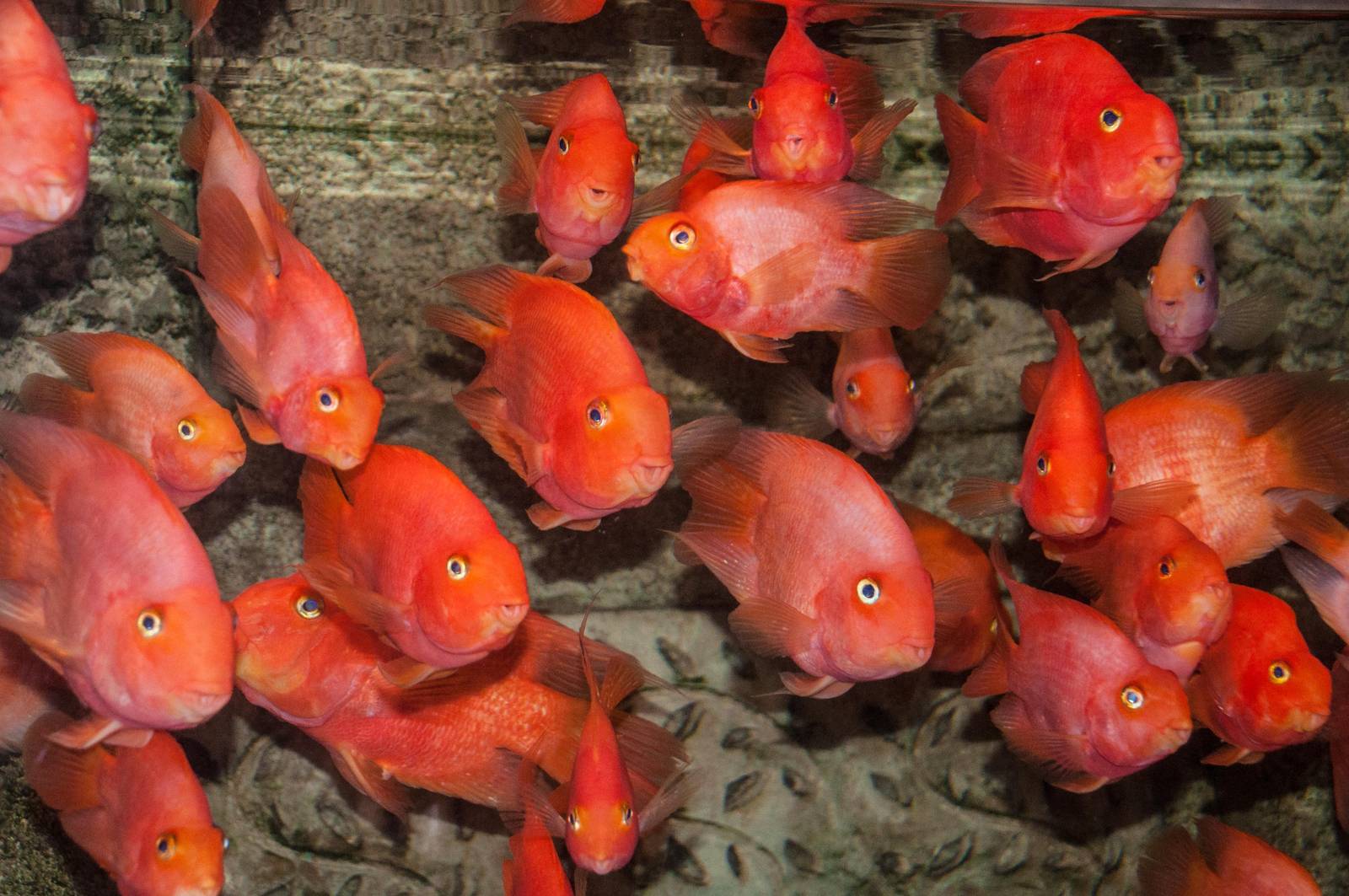 Blood Parrot Cichlid