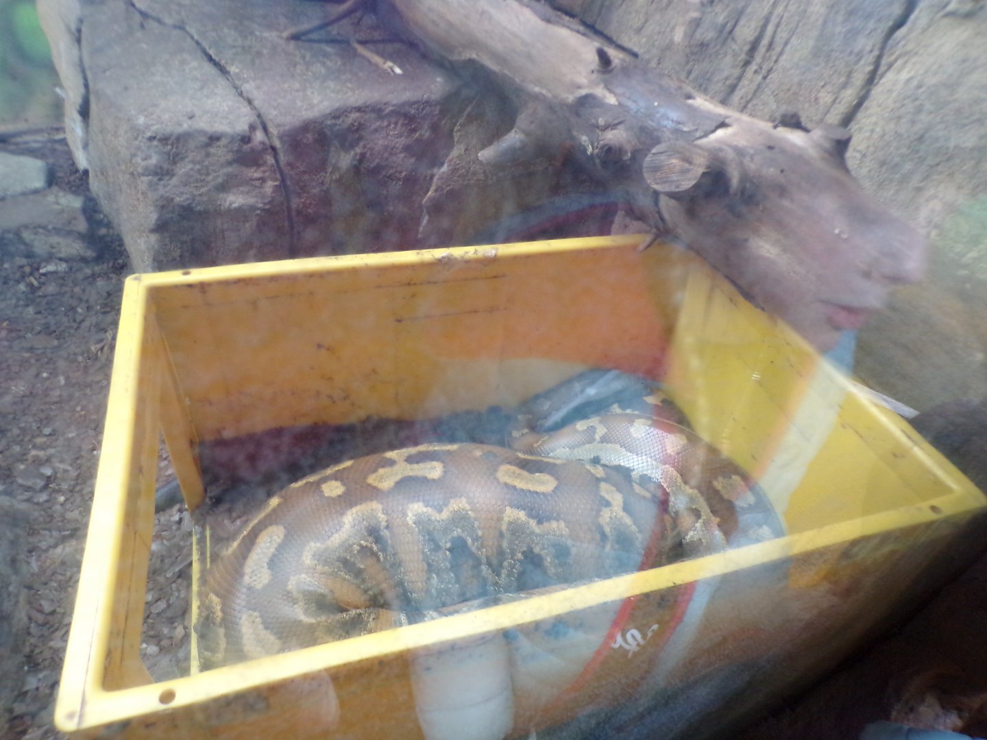 Blood python 12.4.24