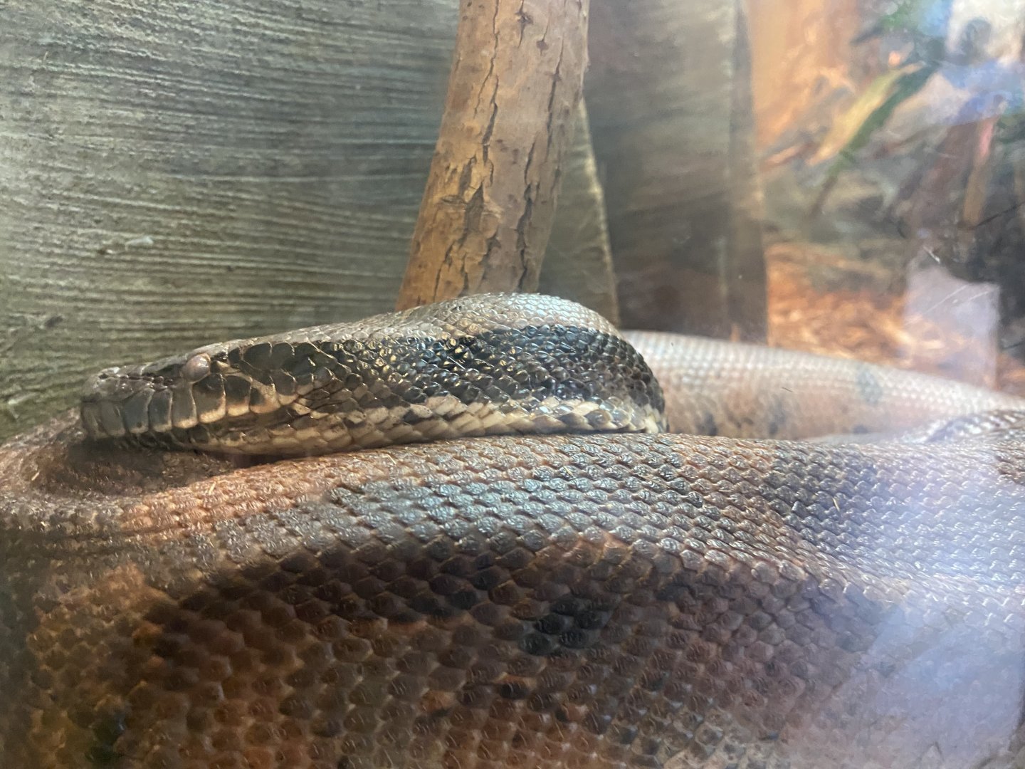 Blood Python - 6/28/24