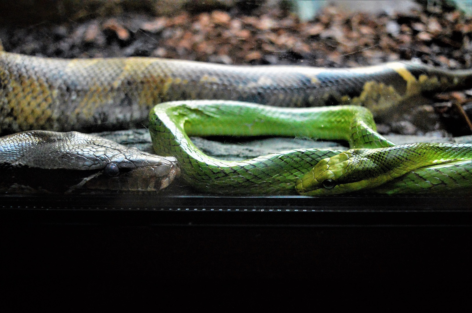 Blood python and red-tailed rat snake