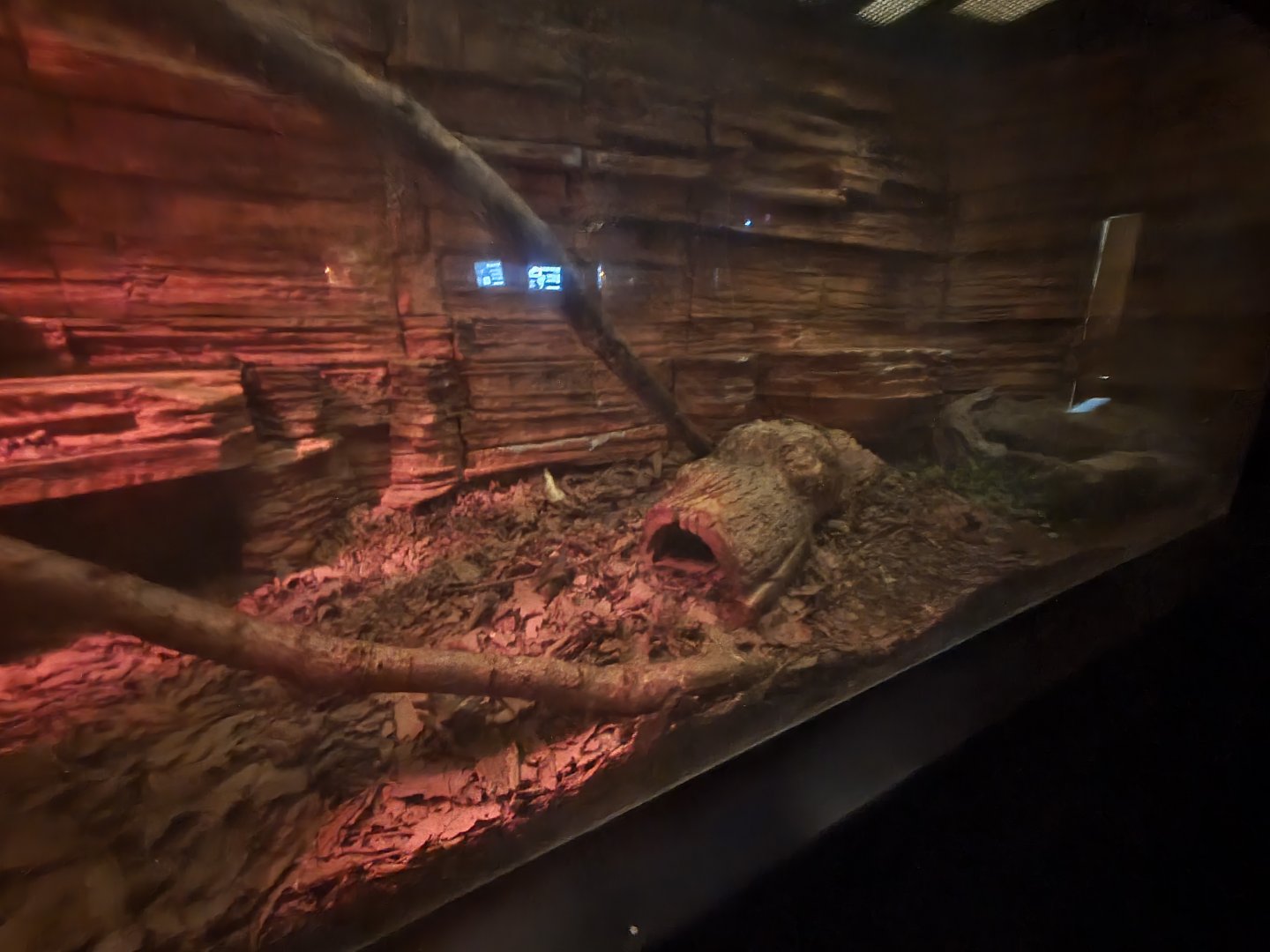 Blood Python enclosure 17/12/23