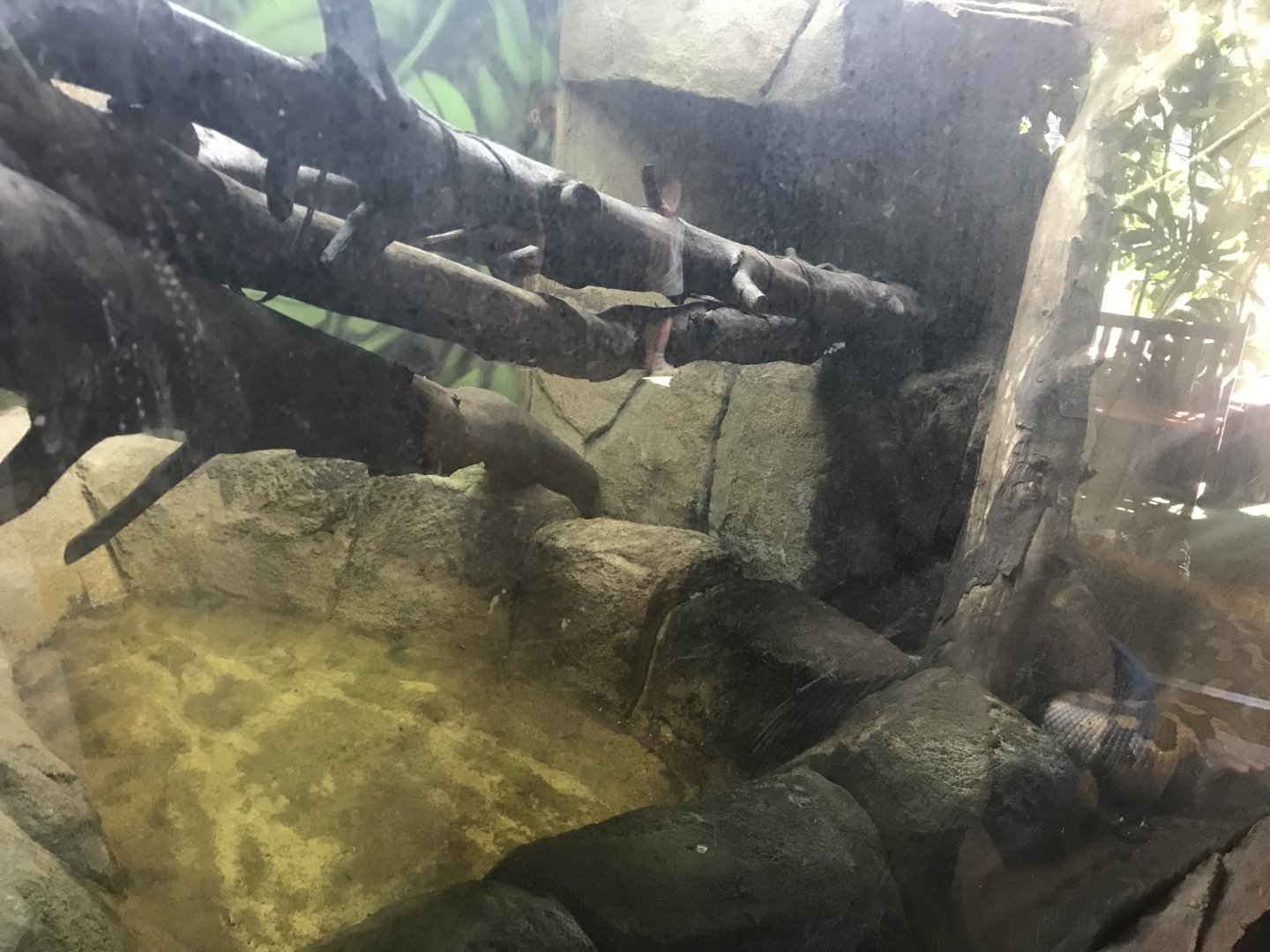 Blood python enclosure