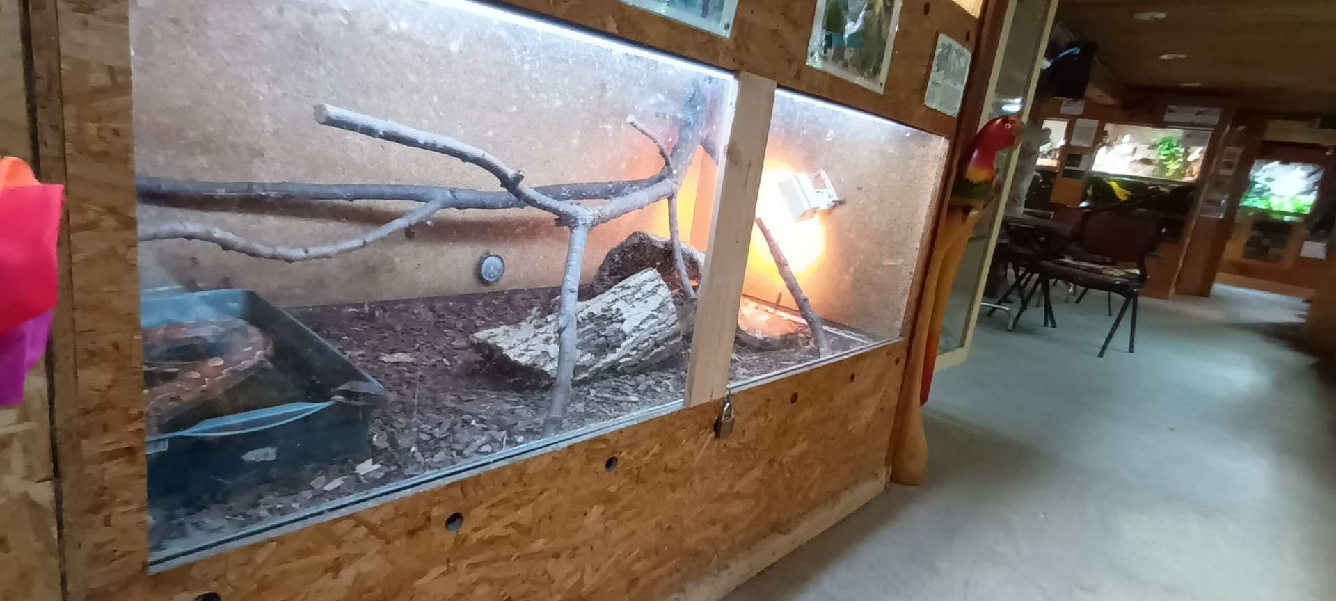 Blood Python Habitat