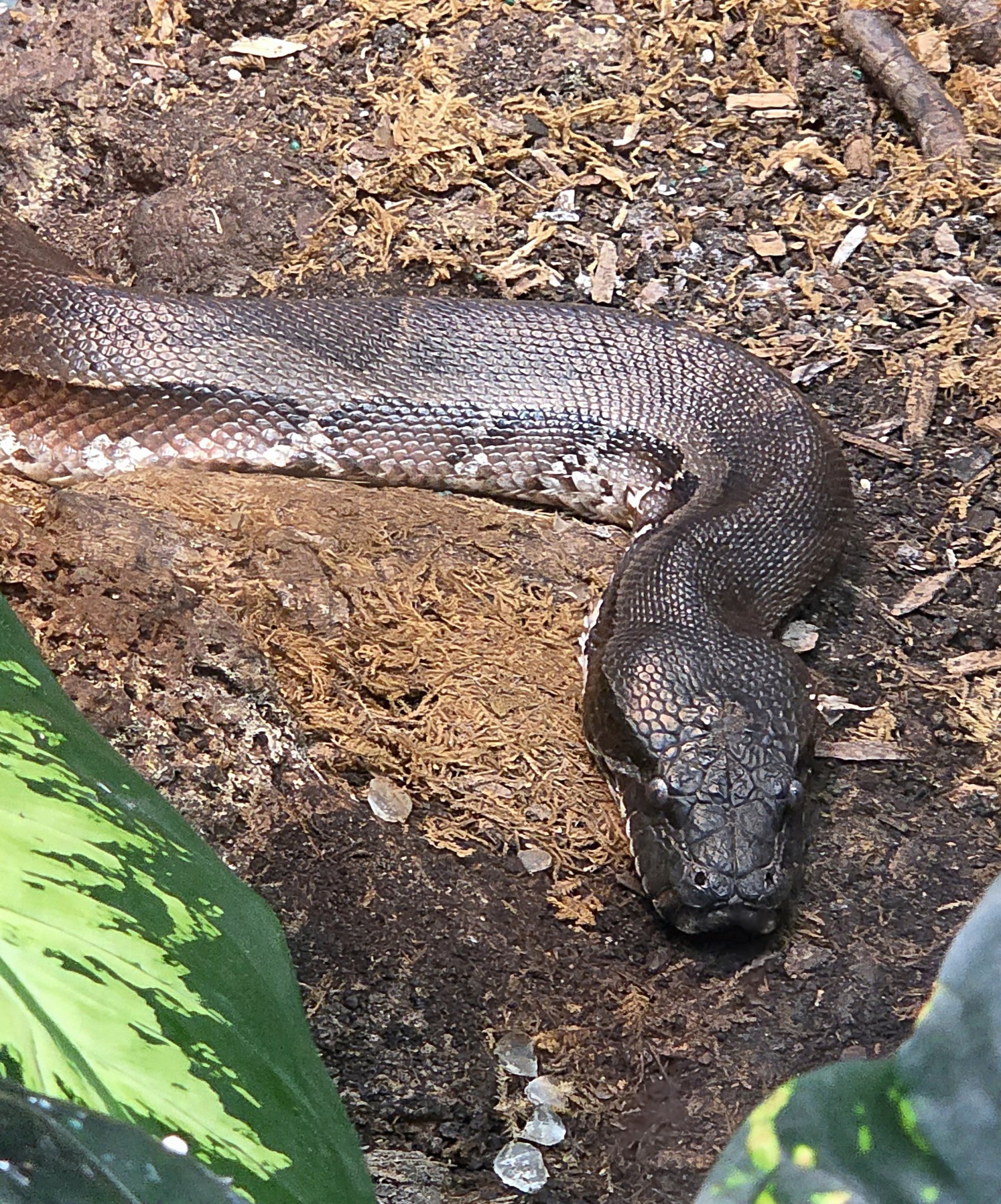 Blood Python - July 2025