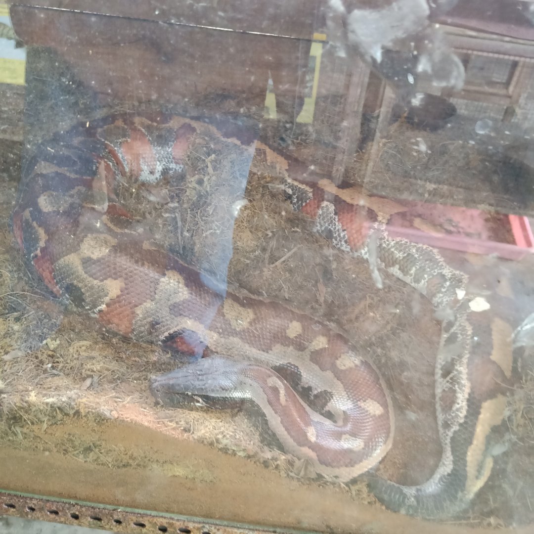 Blood Python (Python brongersmai) - Sato Loka Resto & Conservation Park