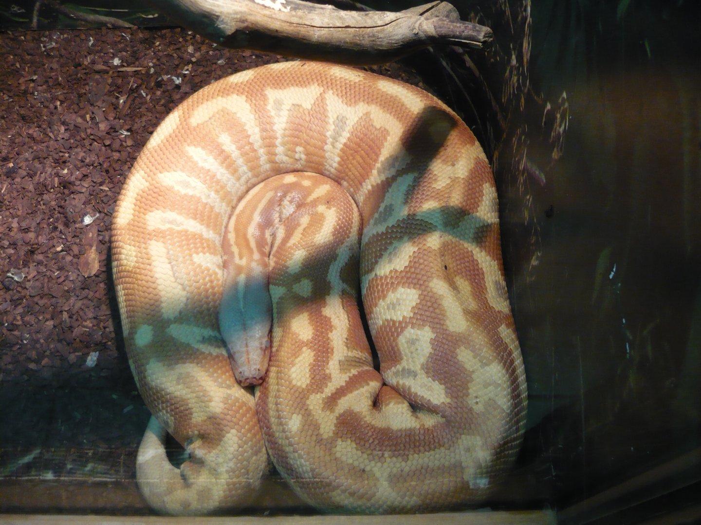 Blood python (Python brongersmai)