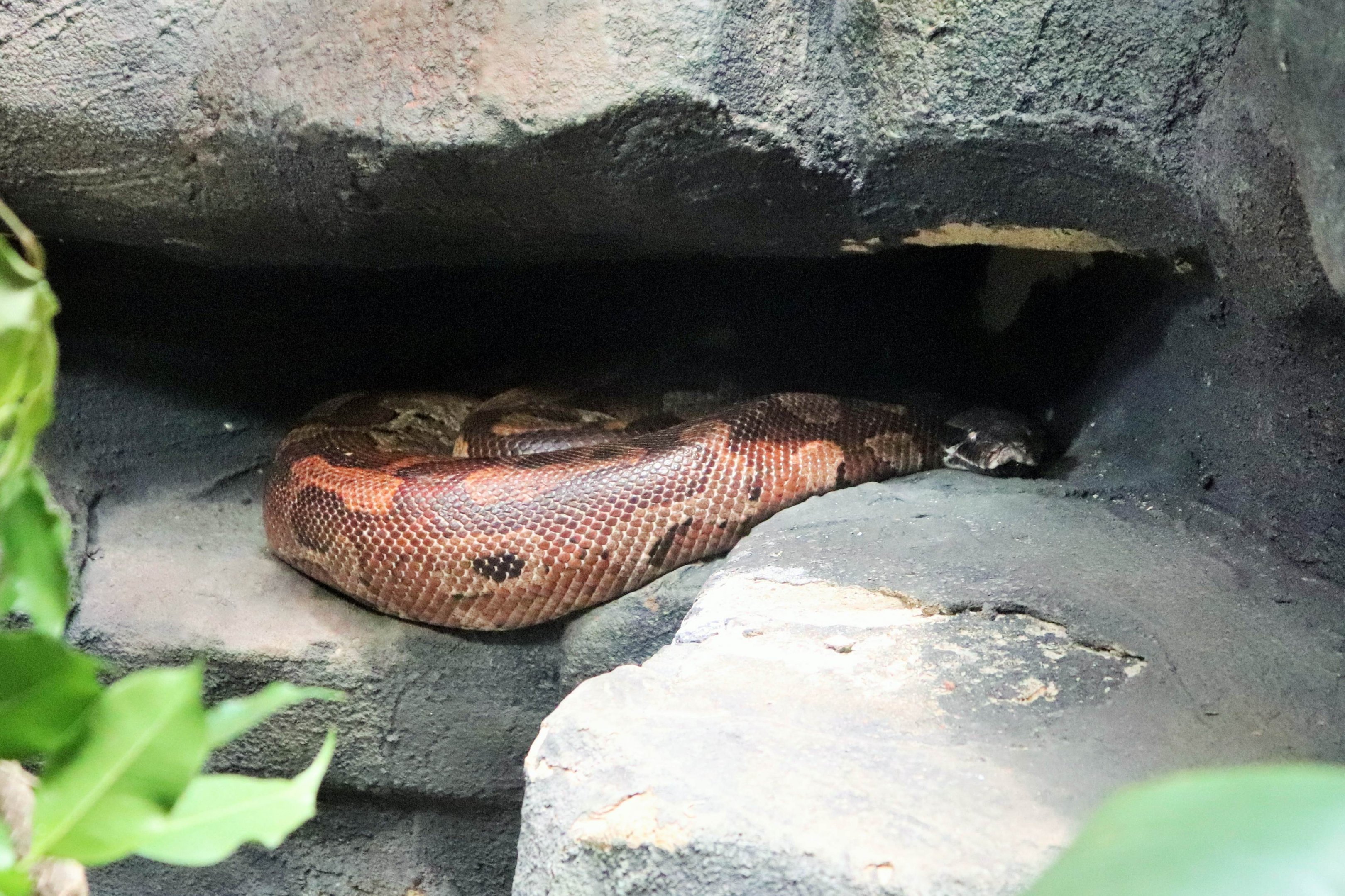 Blood Python (Python brongersmai)