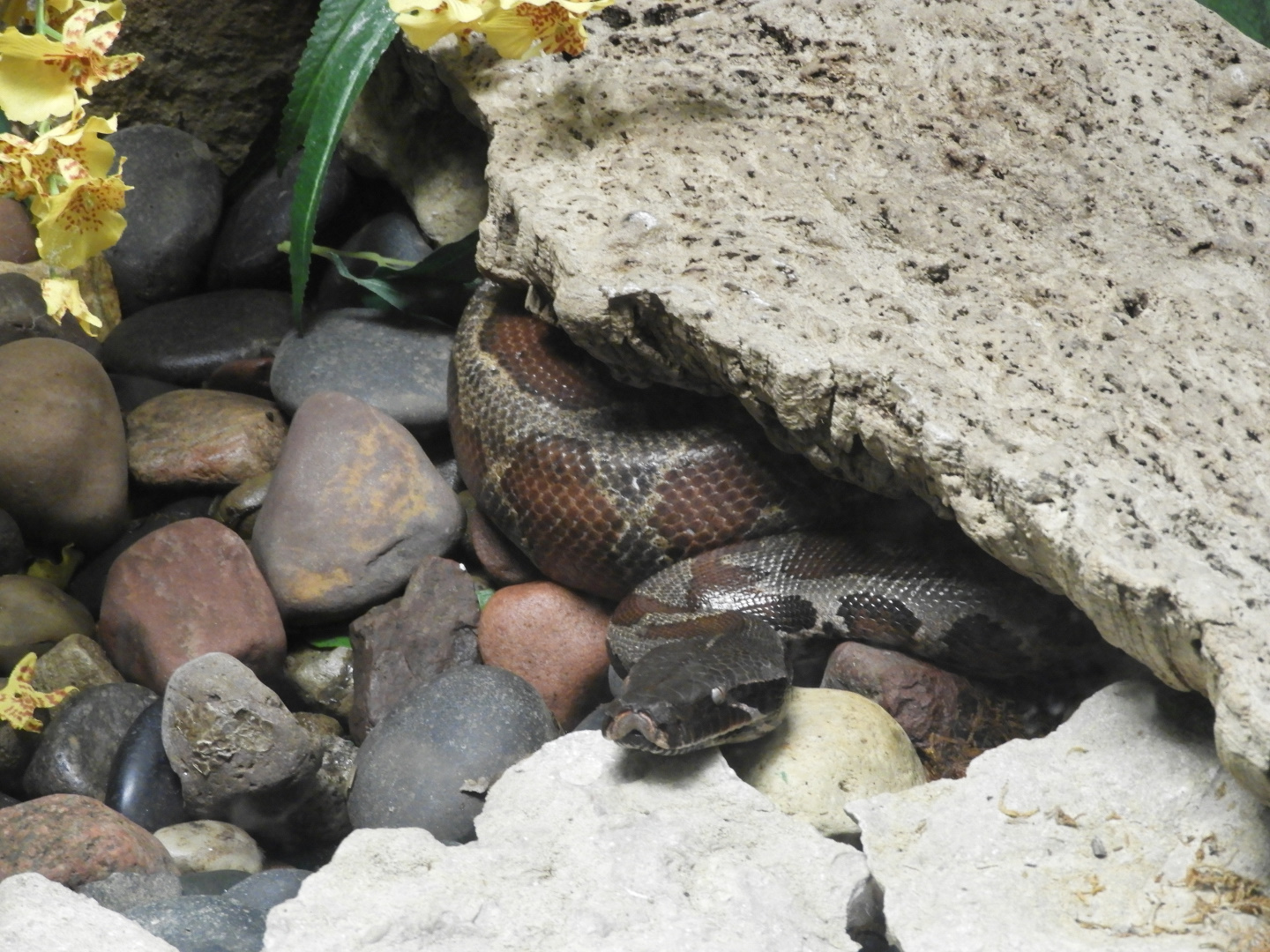 Blood Python (Python brongersmai)