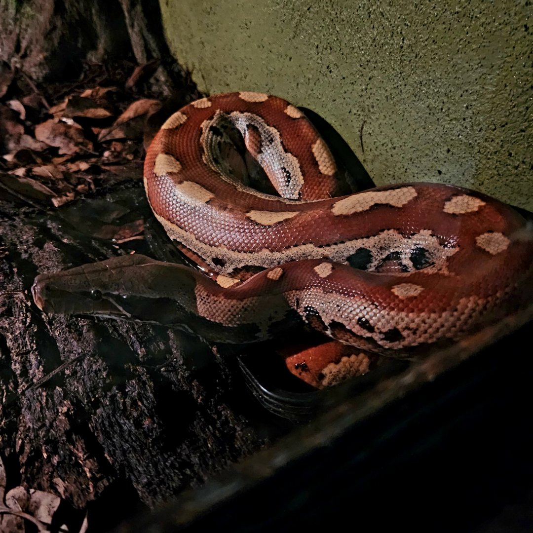 Blood Python (Python brongersmai)