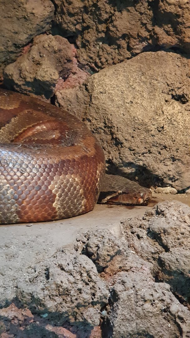Blood Python (Python brongersmai)