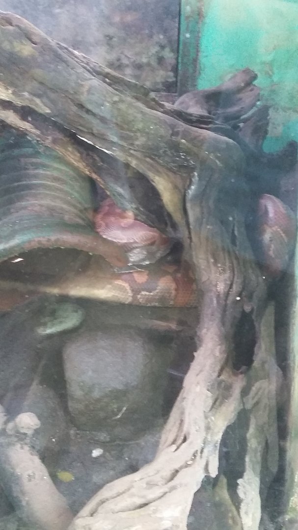 Blood python (Python brongersmai)