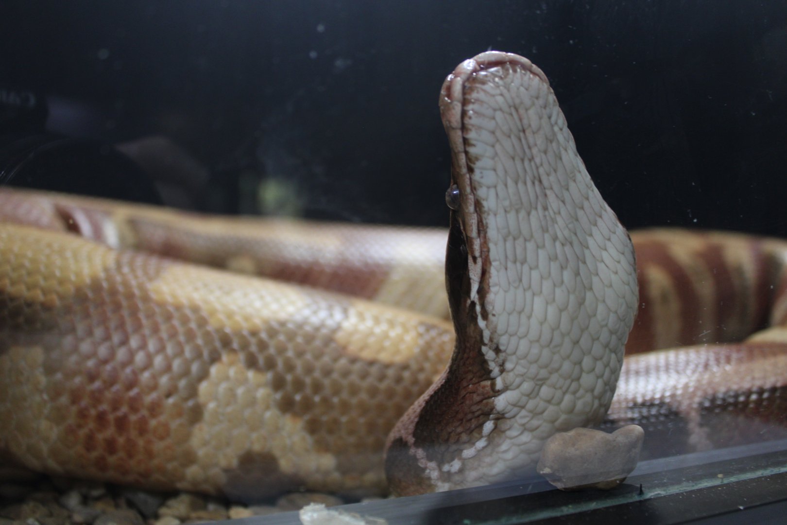 Blood Python (Python brongersmai)