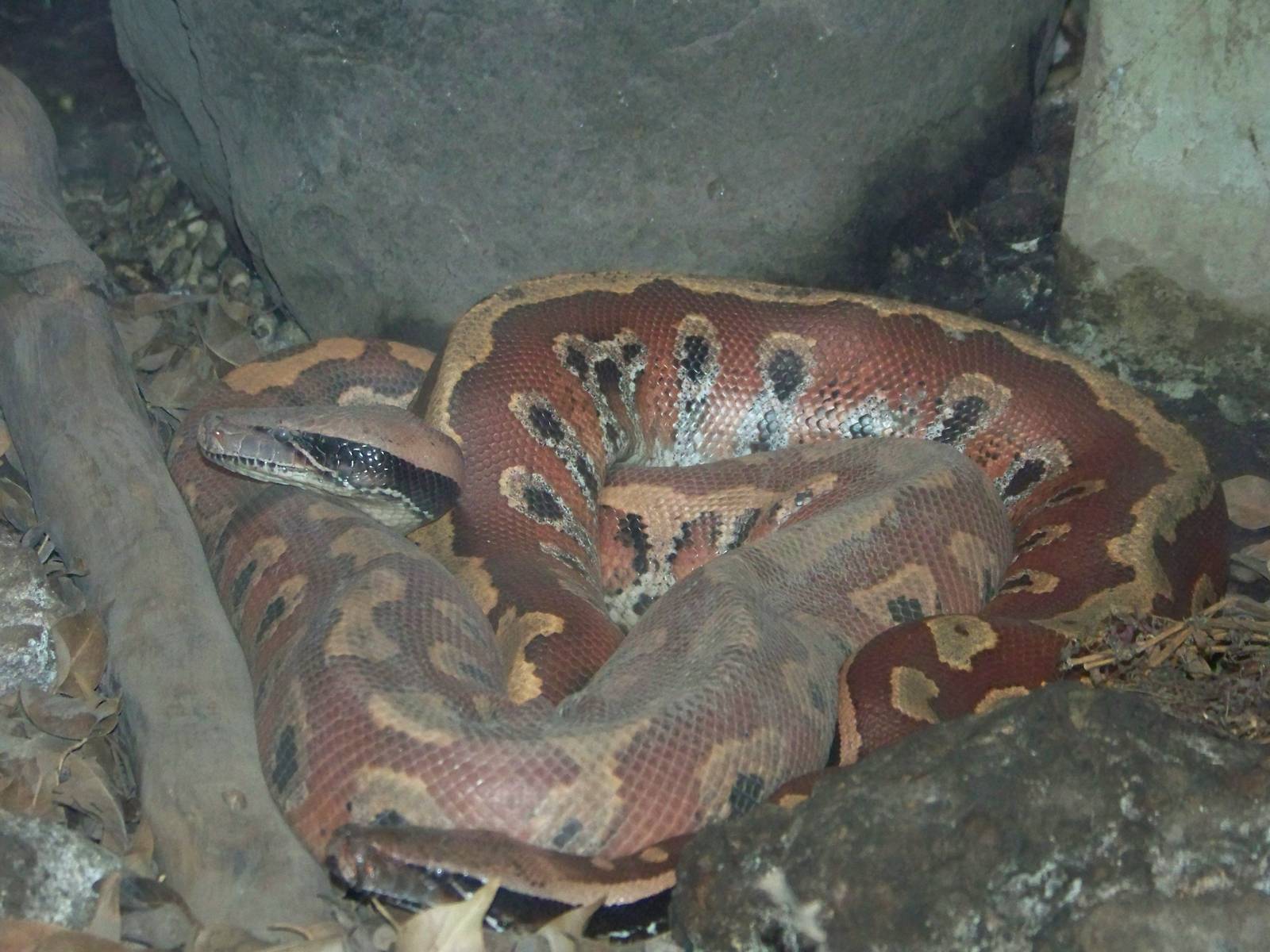 Blood Python