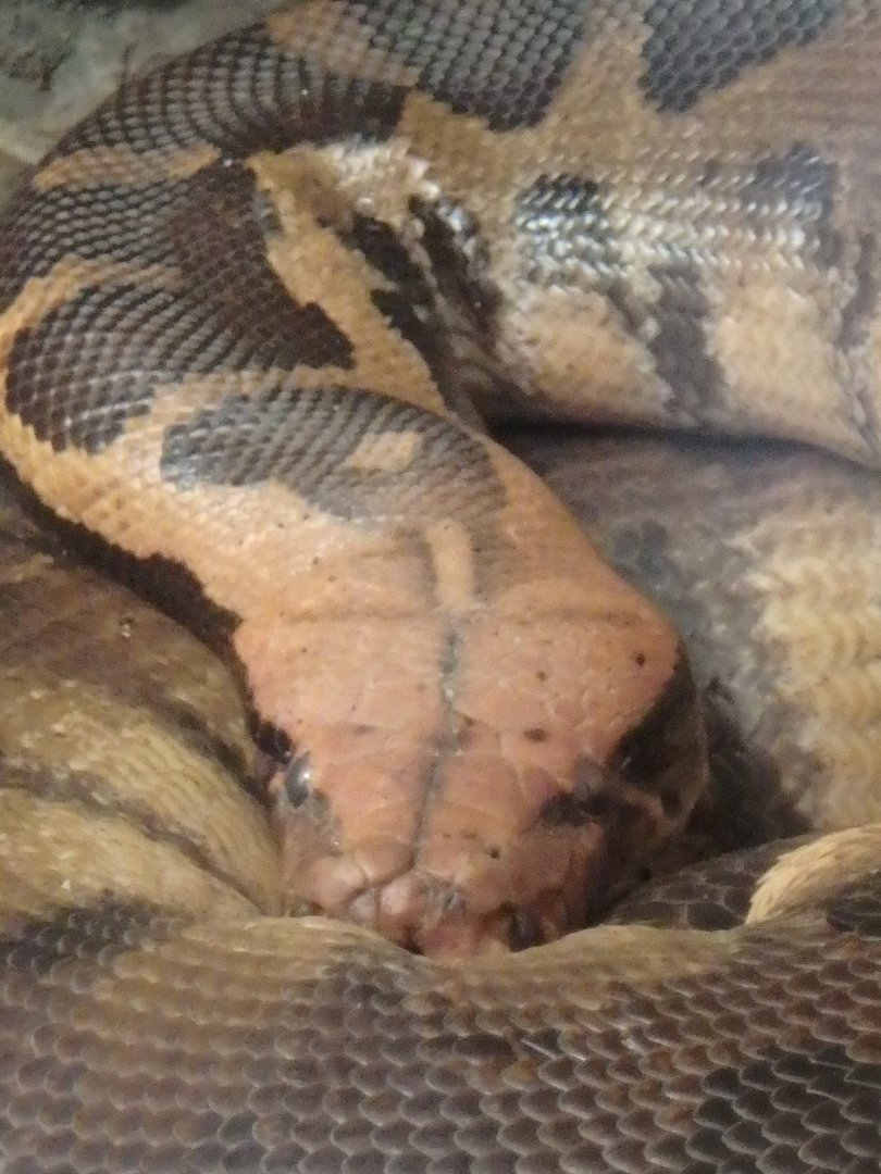 Blood python