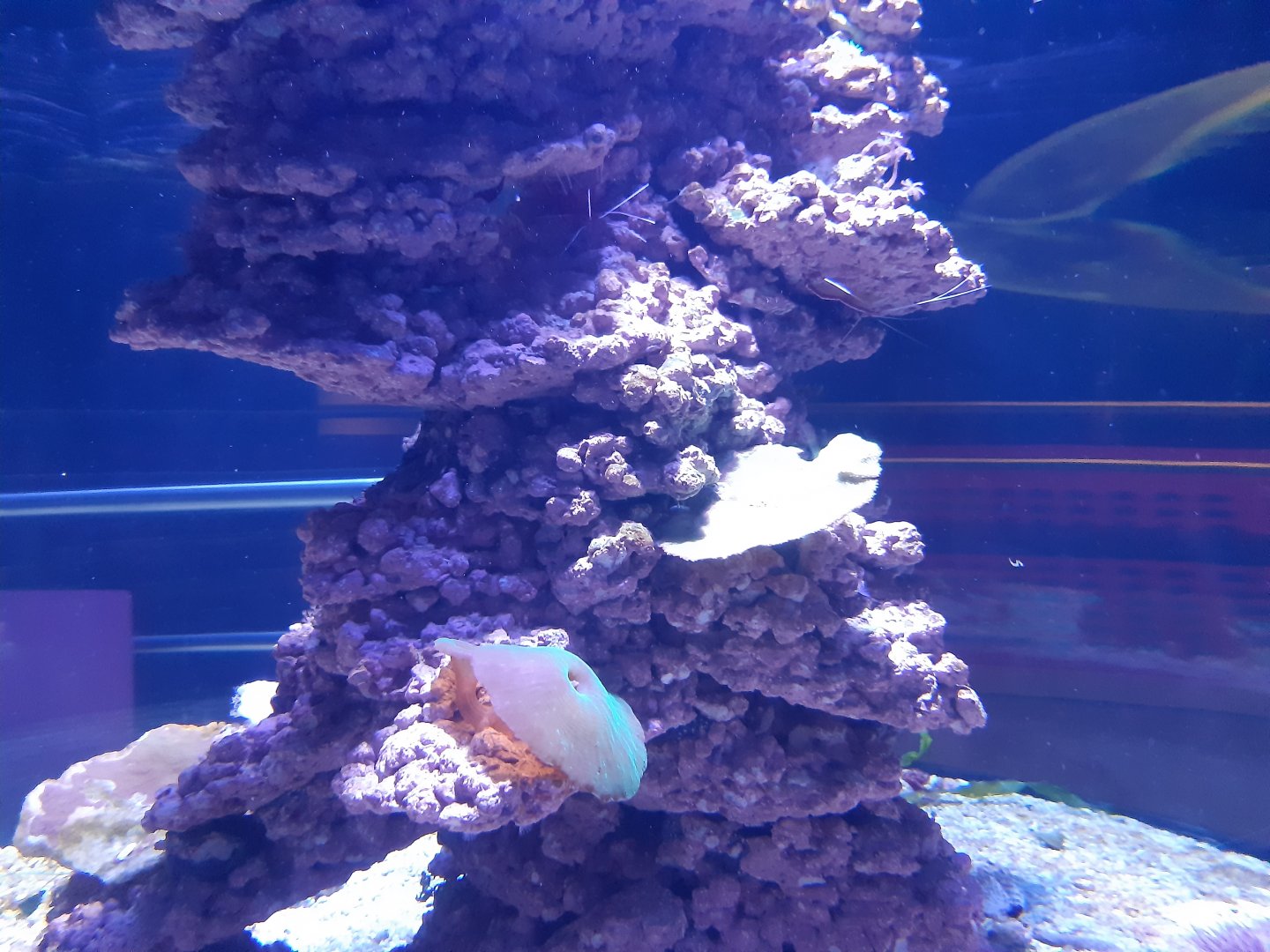 Blood Red Fire Shrimp (Lysmata debelius)