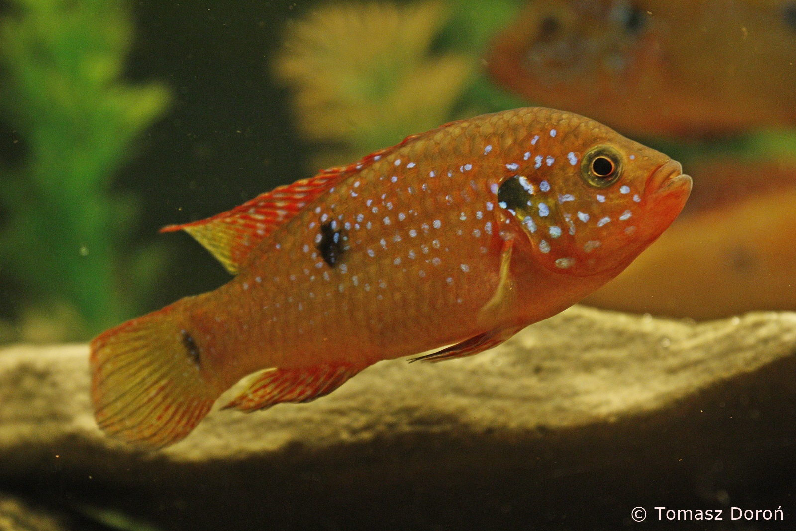 Blood-red Jewel Cichlid (Hemichromis lifalili), January 2020