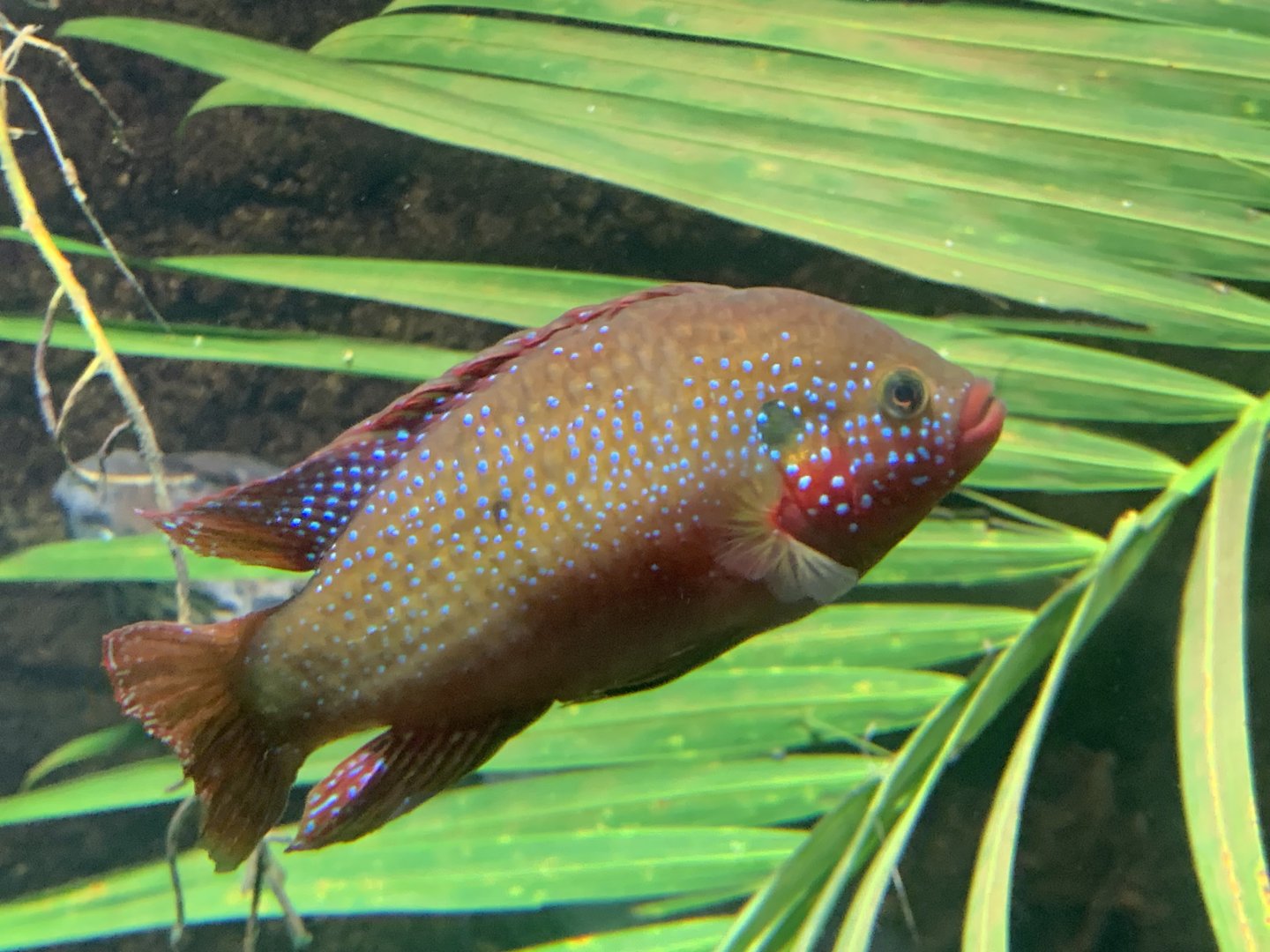 Blood-red jewel cichlid