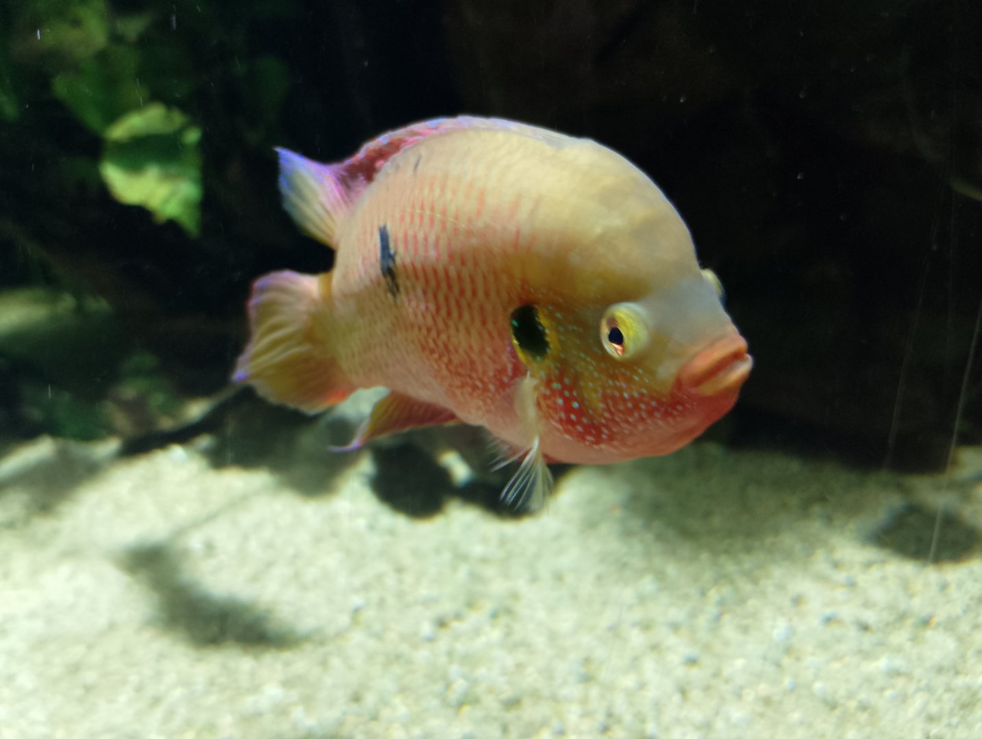 Blood-red jewel cichlid