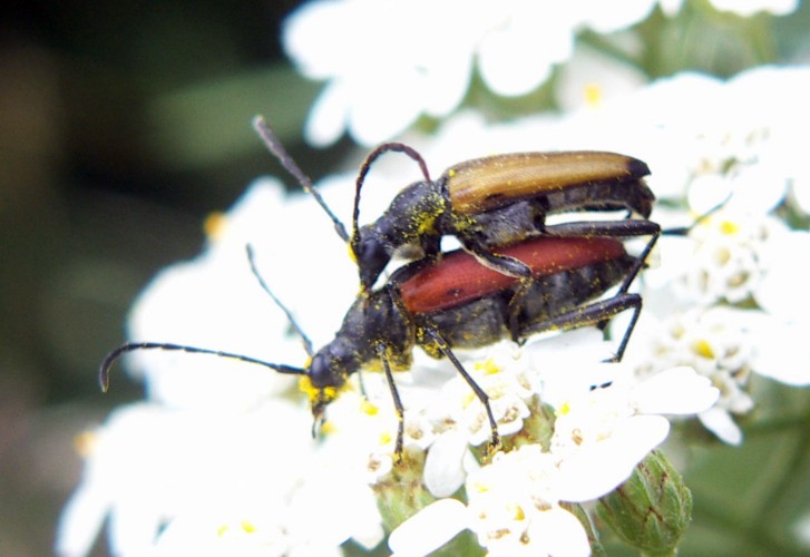Blood-red Longhorn Beetles (Anastrangalia sanguinolenta)