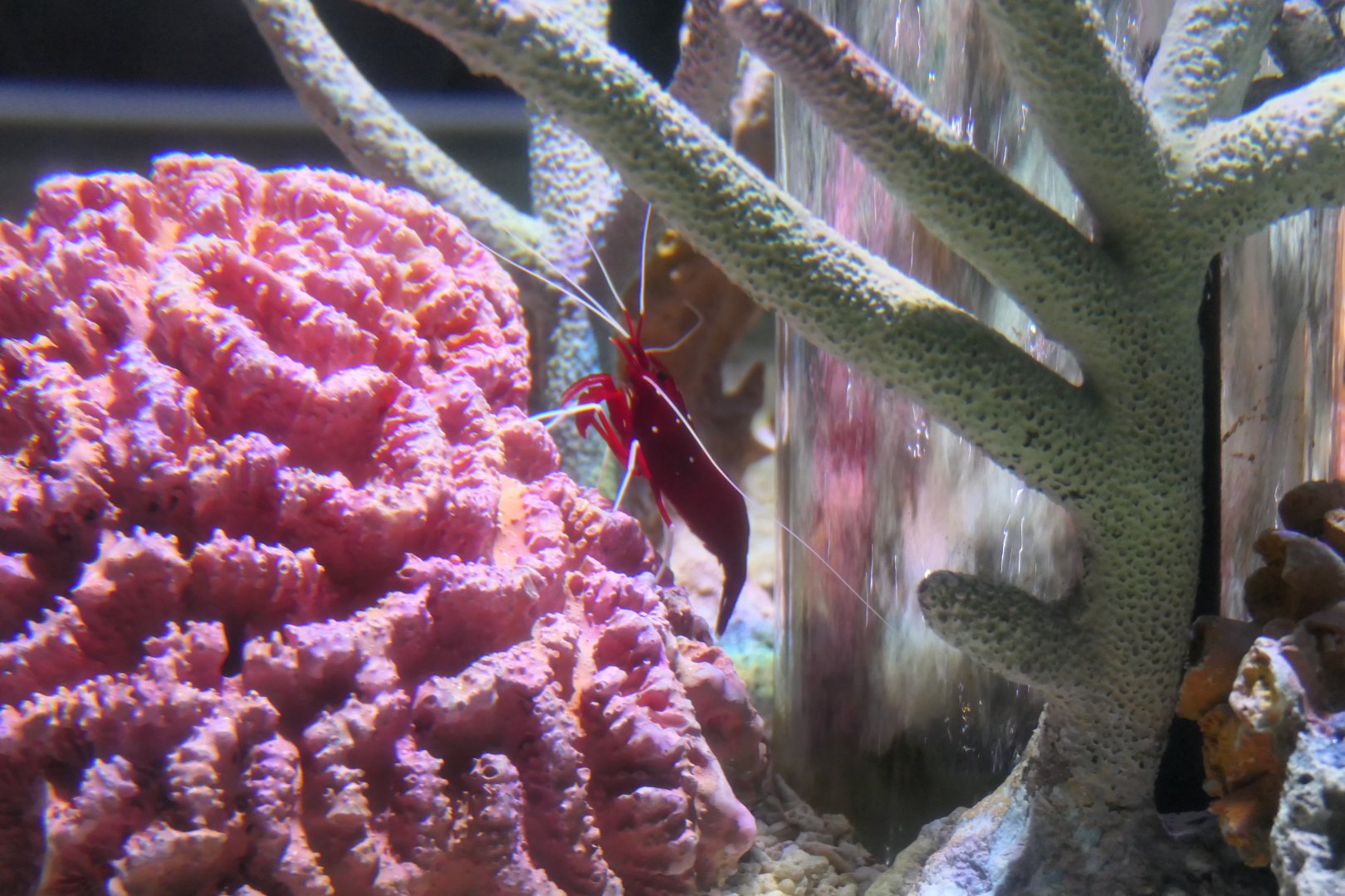 Blood Red Shrimp (Lysmata debelius)